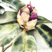 week_of_watercolor